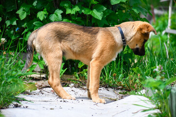 A ginger puppy walks in the open air, studies nature. Love for pets.
I'm waiting for a new owner.