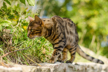 Bengal cat in sunny autumn day. Looks like a leopard.