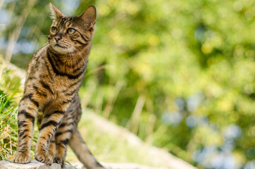 Bengal cat in sunny autumn day. Looks like a leopard.