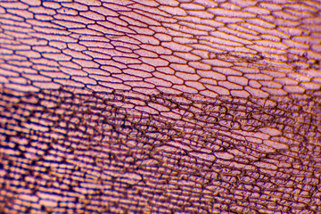 Onion epidermis with pigmented large cells. Suitable as abstact background.