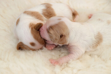 kleiner welpe stupst seine schwester