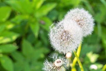 White caps of ripe dandelions among the green grass.