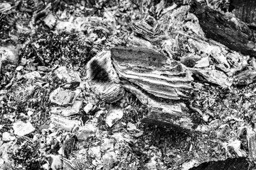 Black and white close-up of campfire ash.