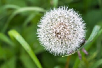White caps of ripe dandelions among the green grass.