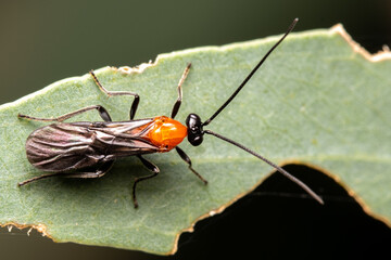 bug on a leaf