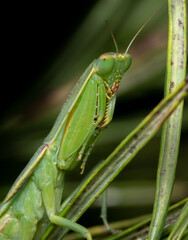 Greem Praying Mantis on a plant
