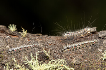 Caterpillars on a tree