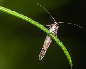 Macro of a moth on grass stalk