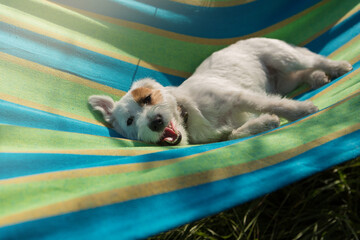 funny jack russell terrier puppy lying on a hammock, relaxing