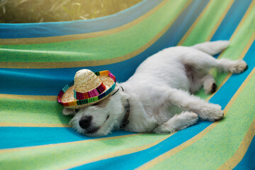 funny white puppy with a hat, lies on a striped hammock, sleeps, travel concept