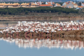 A group of pink flamingos relaxing and sunbathing in the Marismas del Odiel natural area, Huelva, Andalusia, Spain