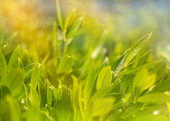 Background of tea leaves with morning golden sunlight.