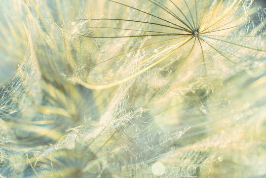 Sparkling bokeh. Parachutes dandelion. Beautiful golden background. Soft dreamy tender artistic image. Close up.