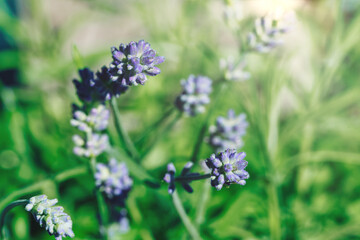 close-up of purple lavender flowers against defocused green background