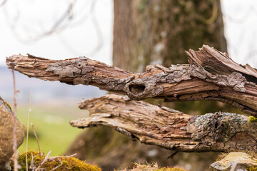 Old tree