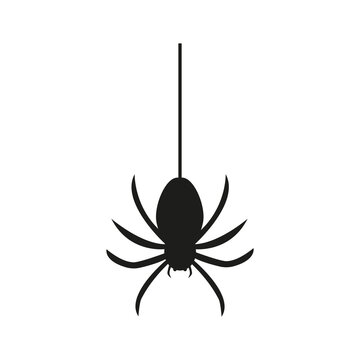 Spider icon. Spider illustration. Vector graphics