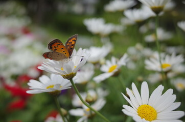 庭に咲く花にかわいい蝶が飛ぶ
