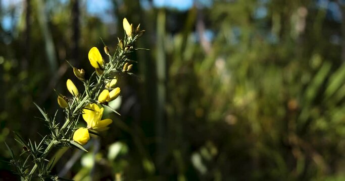 Cinematic reveal of a gorse plant with its yellow flowers