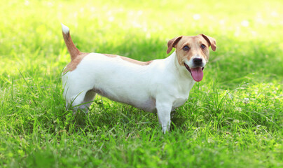 Close up Jack Russell Terrier dog on green grass in sunny summer day