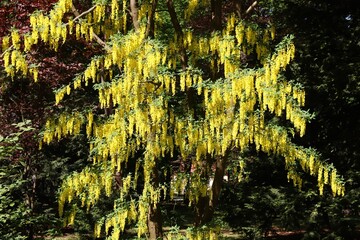 Golden chain tree - laburnum