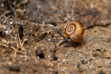 snail on the ground