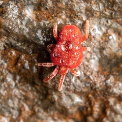 Macro shot of a red mite.