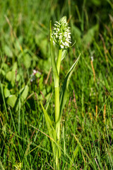 White dactylorhiza incarnata orchid on a meadow