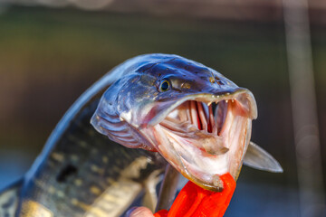 Close-up of caught pike fish trophy in water. Fishing background.Pike catch lure.