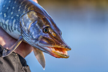 Close-up of caught pike fish trophy in water. Fishing background.Pike catch lure.