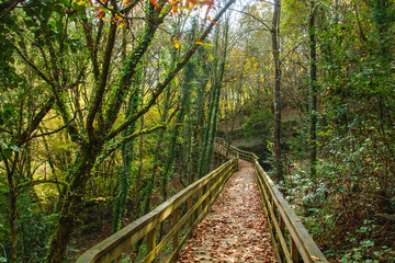 Footbridge in the forest