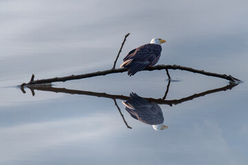 American bald eagle reflected in a lake while sitting on a small fallen tree