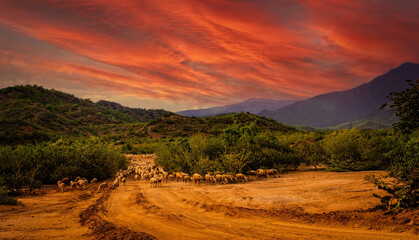 Sheep in An Hoa - Phan Rang - Ninh Thuan. 