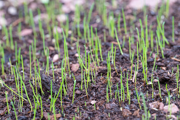 New blades of grass appear on a newly seeded lawn