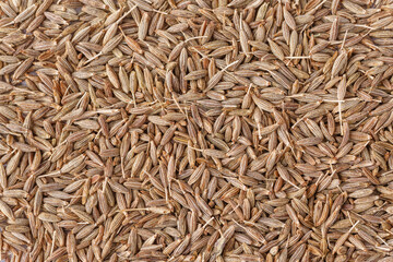 Cumin seed,Indian spices ;arranged on a white textured background which is mainly used for indian foods and traditional medicins.Textures of colorful spices and condiments.