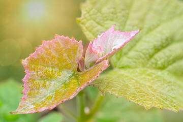 Sunshine abounds in this macro close up of brighly colored new growth on gapevines