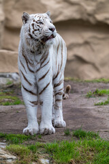 Weisser Tiger in einem Tierpark
