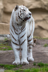 Weisser Tiger in einem Tierpark
