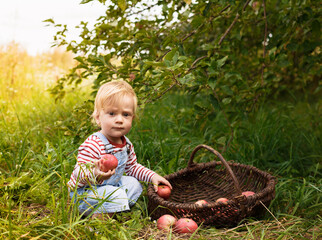 Handsome blond happy child boy picking red apples in a basket at organic farm, outdoors.