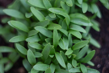 Fototapeta premium Green Cotyledon of coriander plant , It is also known as Chinese parsley, dhania or cilantro