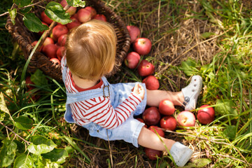 Handsome blond happy child boy picking red apples in a basket at organic farm, outdoors.