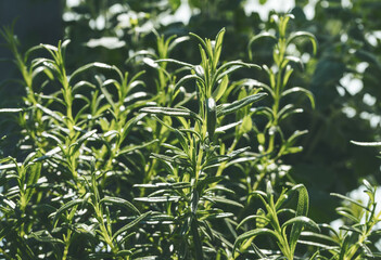 close-up view of rosemary plant in garden