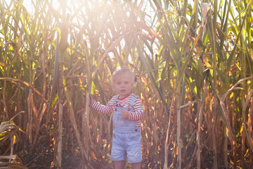 blond boy at sunset in a cornfield