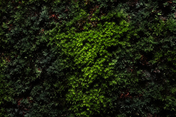 Grass Wall Cement, nature, natural wall grass