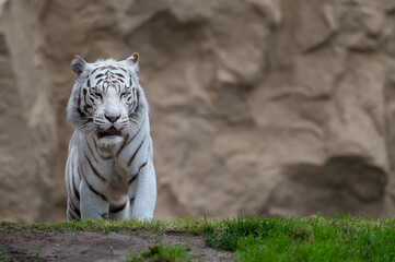 Weisser Tiger in einem Tierpark
