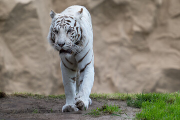 Weisser Tiger in einem Tierpark

