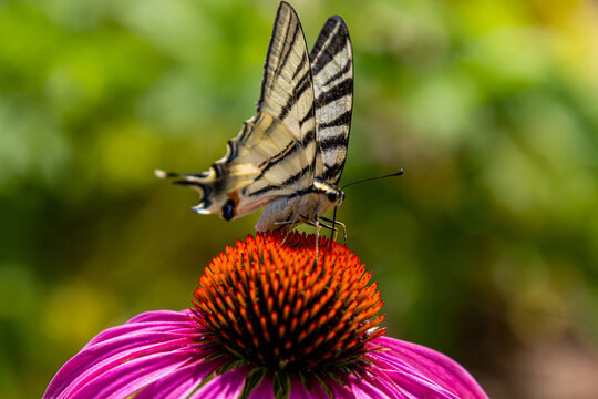 Butterfly on the gerbera. Gerbera flower and butterfly.