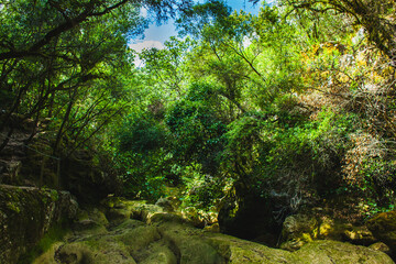 Obraz premium dry stream in the forest