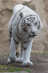 Fototapeta na wymiar Weisser Tiger in einem Tierpark 