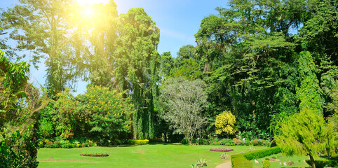 Beautiful tropical garden with palm trees and flowers. Wide photo.
