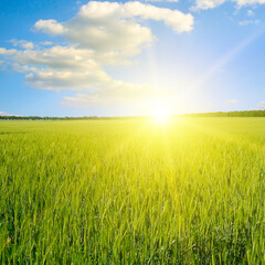 Obraz na płótnie Canvas Green wheat field and bright sun over the horizon.